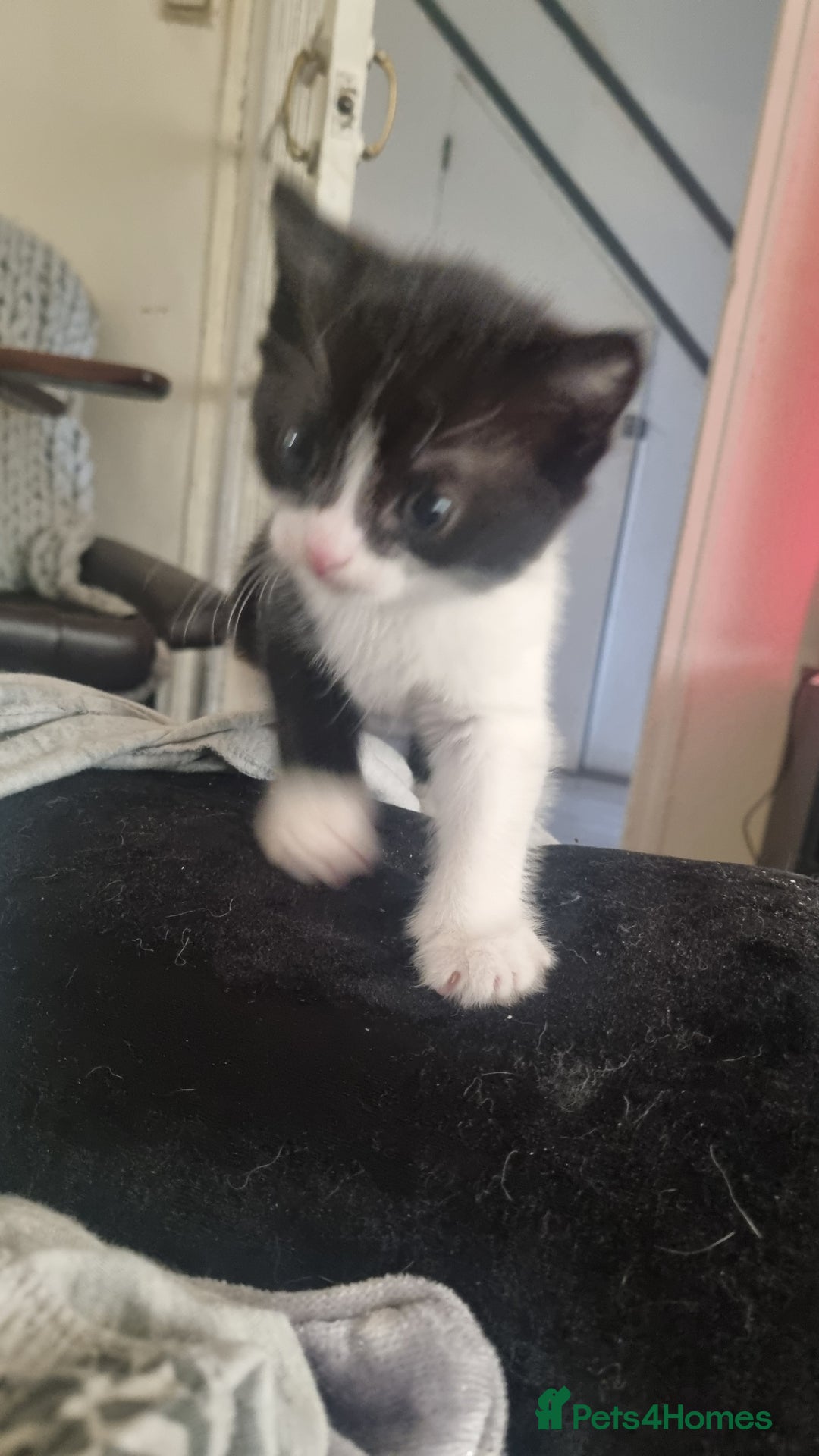 Mixed Breed cats for sale: Kittens for sale beautiful  - Image 3