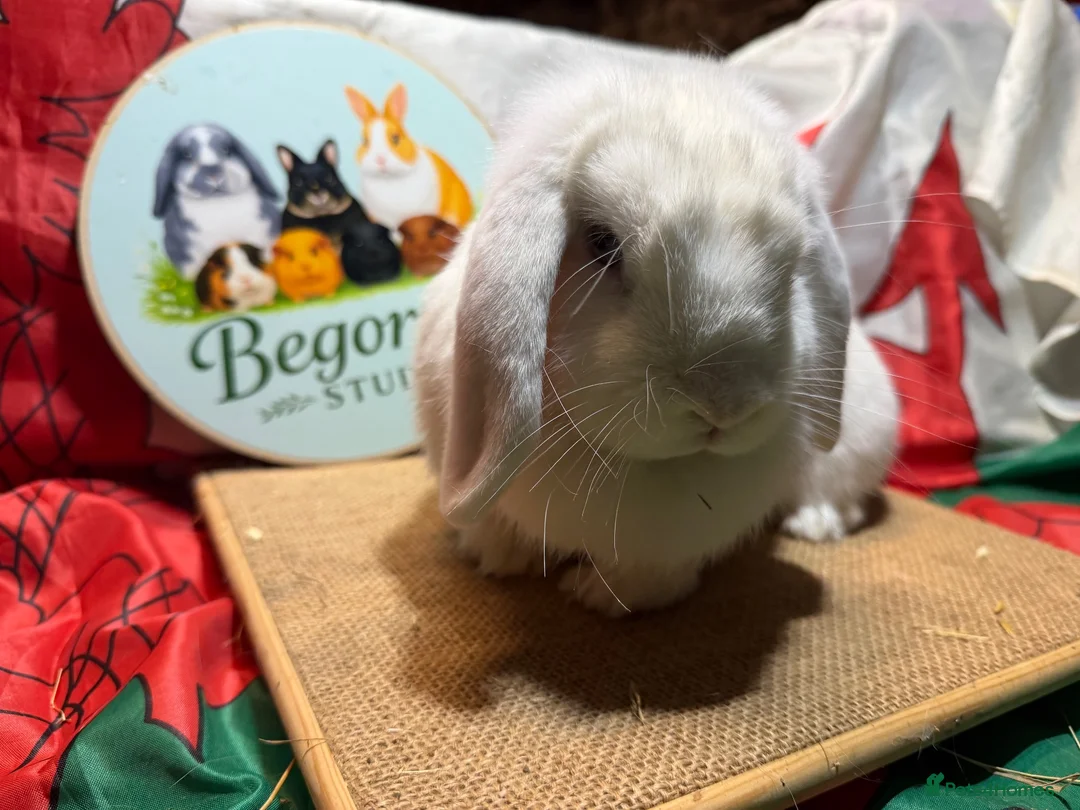 Mini Lop rabbits for sale: Gorgeous adult female mini lops - Advert 6