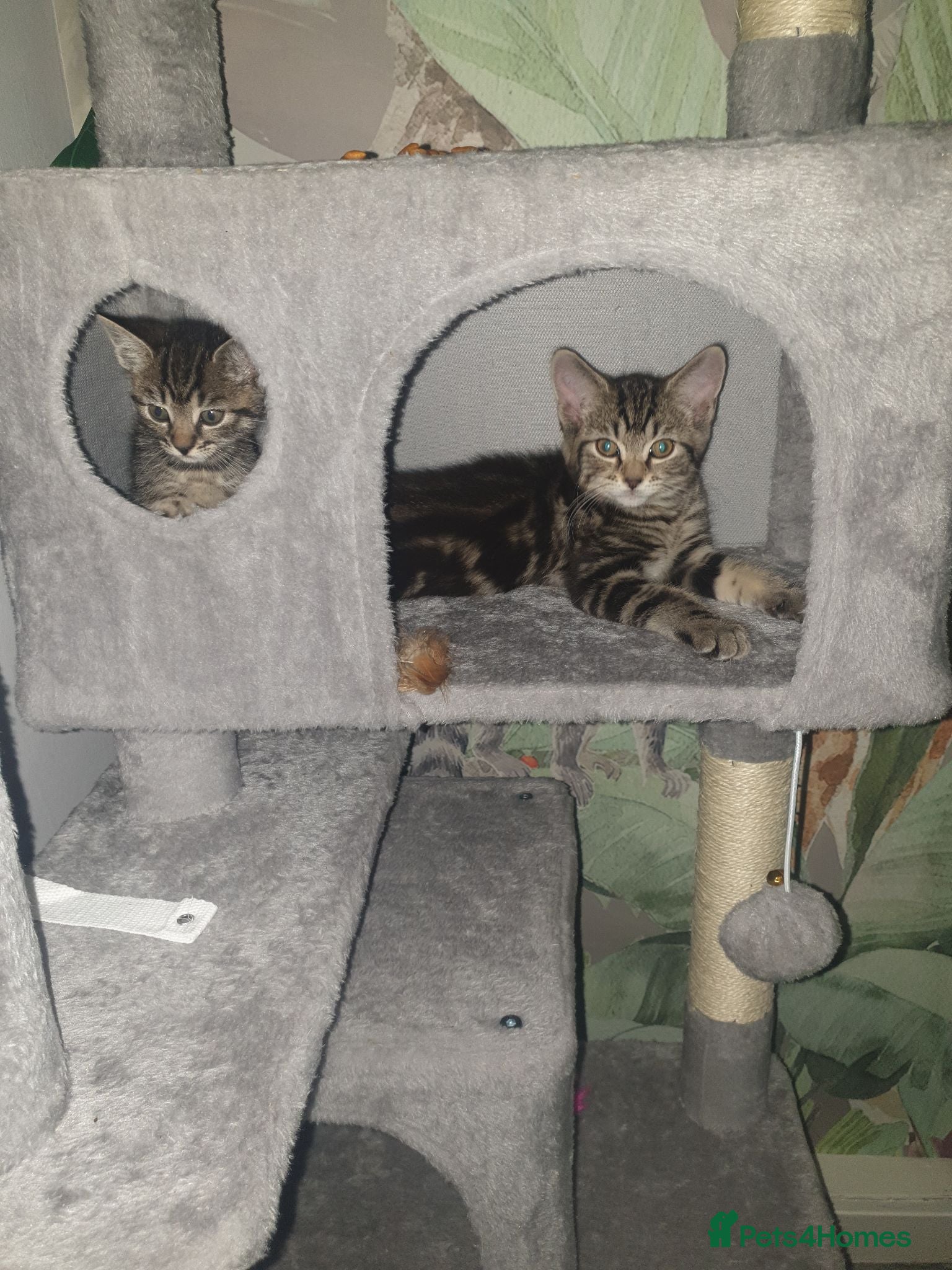 Mixed Breed cats 1 male and 1 female  - Advert 12