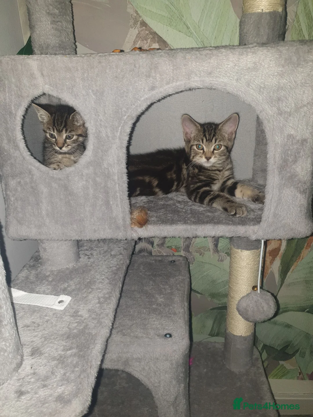 Mixed Breed cats for sale: 1 male and 1 female  - Advert 1