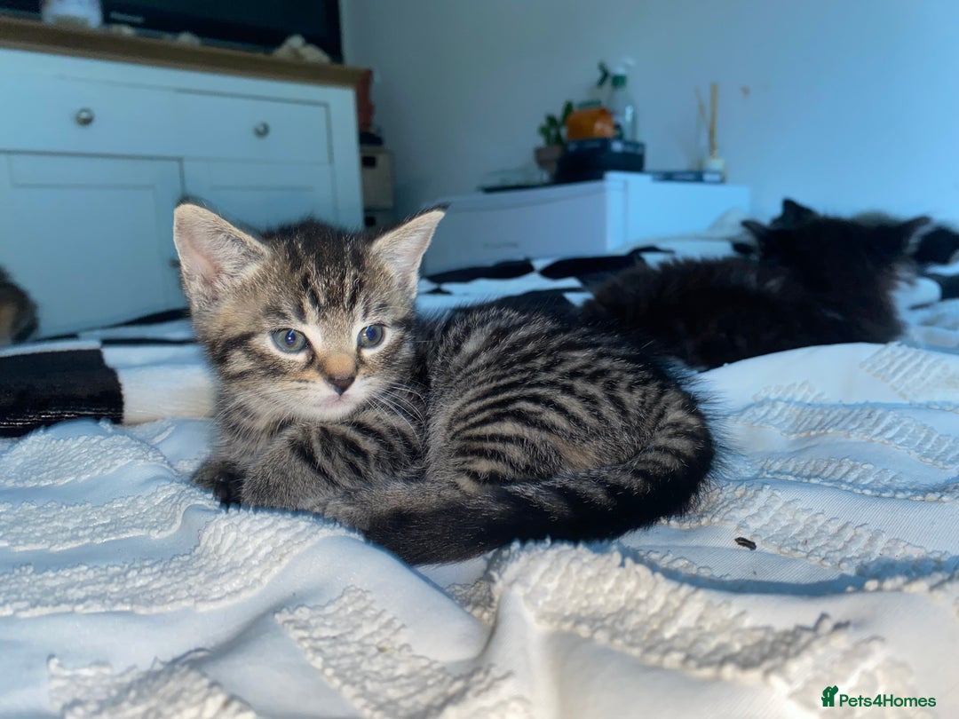 Mixed Breed cats for sale: ❗️2 litters for sale❗️ - Image 10
