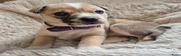 Mixed Breed dogs for sale: Elite Raised Staffy x Husky Pups in Aviemore - Advert 9