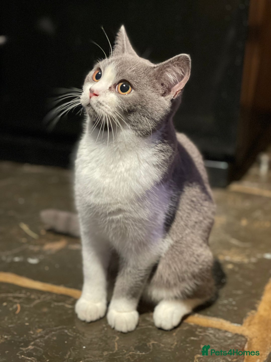 British Shorthair cats for sale: GCCF Pedigree Kittens - Castrated and ready now - Advert 3