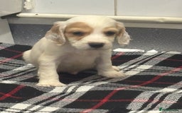 Cocker Spaniel dogs for sale: Adorable Show type cocker spaniel puppy’s  - Image 25