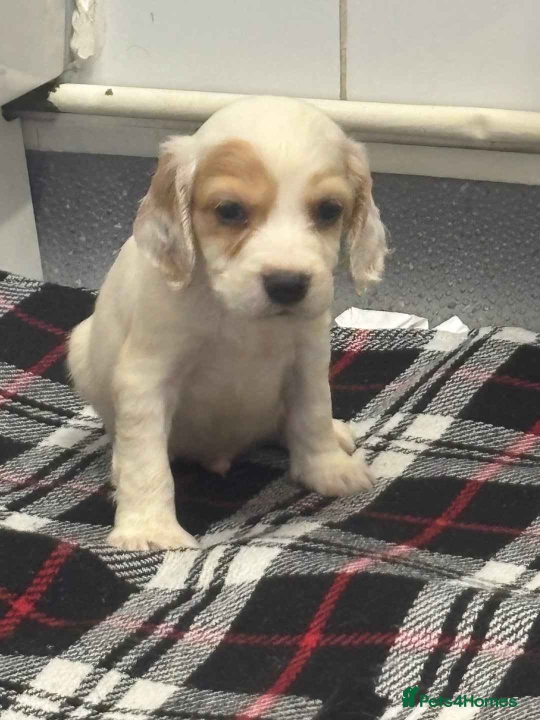 Cocker Spaniel dogs for sale: Adorable Show type cocker spaniel puppy’s  - Image 25