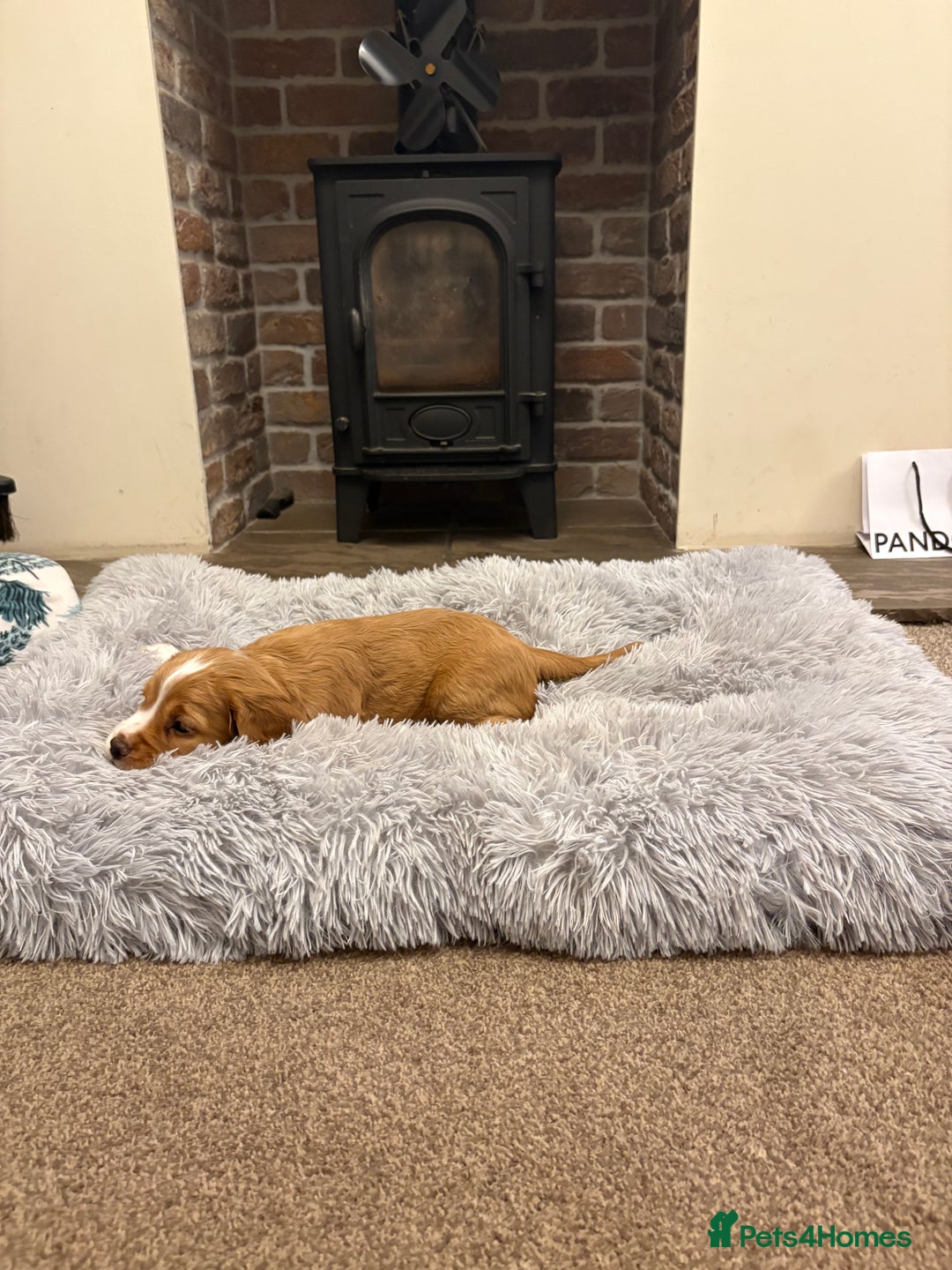 Cocker Spaniel dogs for sale: Working cocker spaniel boy - Image 13