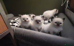 Ragdoll cats for sale: Adorable Ragdoll Kitten ready now - Image 10