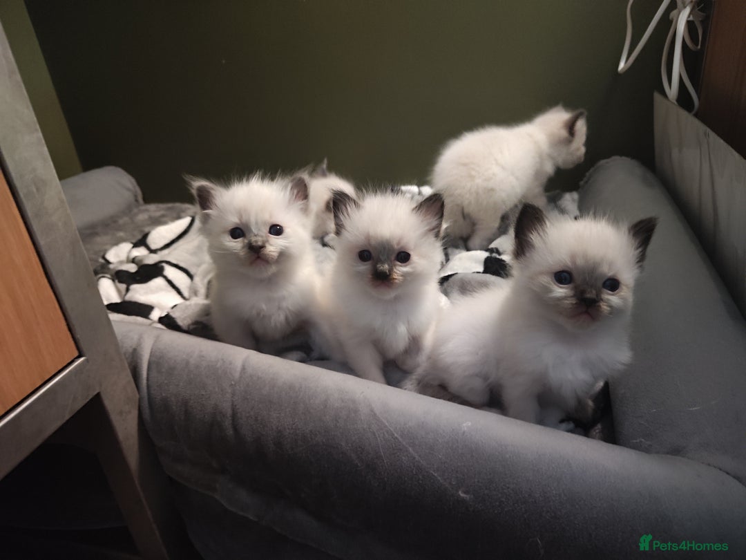 Ragdoll cats for sale: Adorable Ragdoll Kitten ready now - Image 10