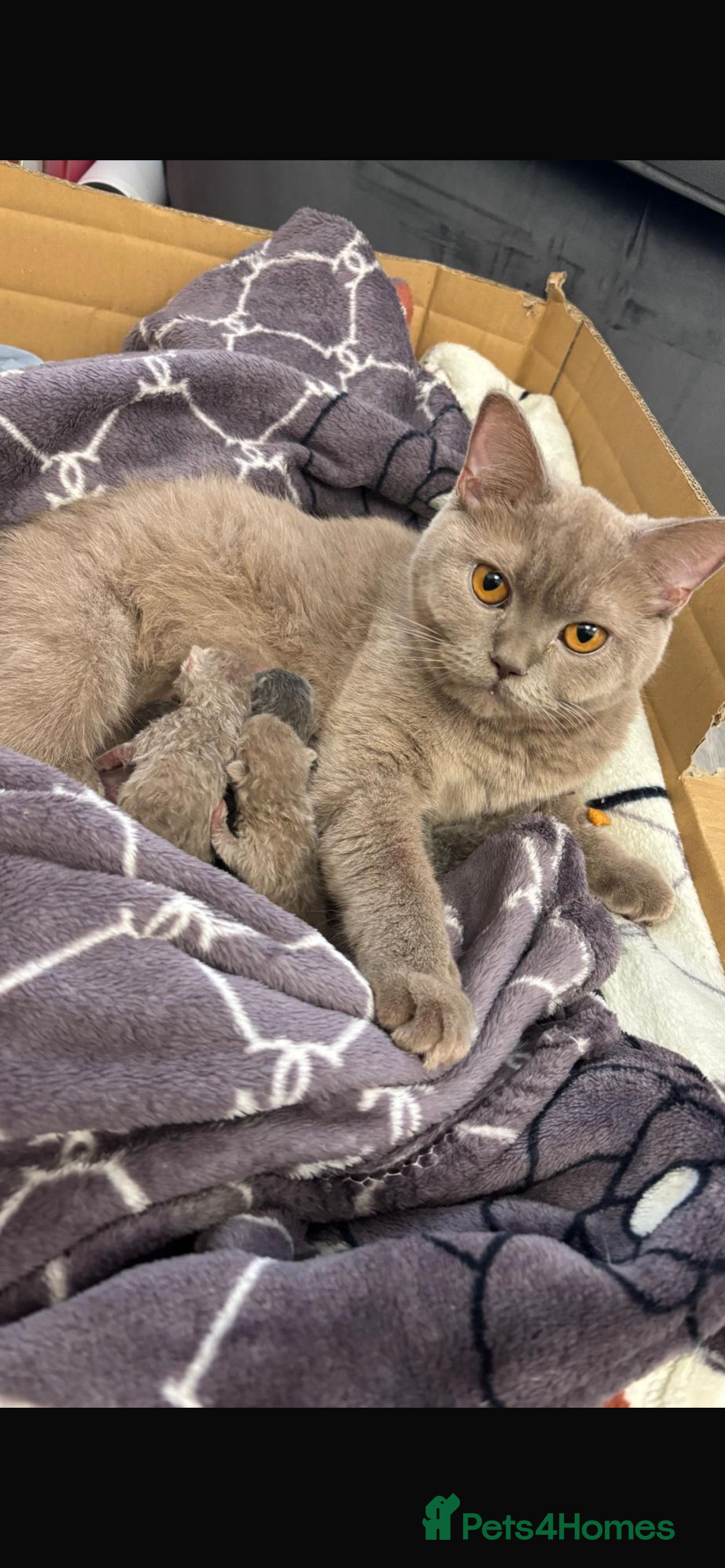 Scottish Fold cats Scottish fold /Scottish straight KITTENS - Advert 3