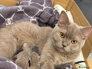 Scottish Fold cats Scottish fold /Scottish straight KITTENS - Advert 13