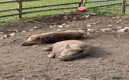 Pig livestock for sale: Kune kune x julian - Image 1
