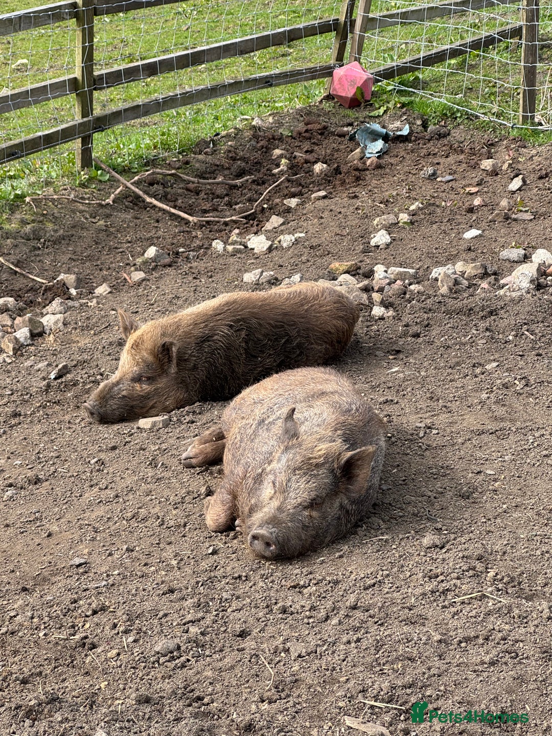 Pig livestock for sale: Kune kune x julian - Image 1