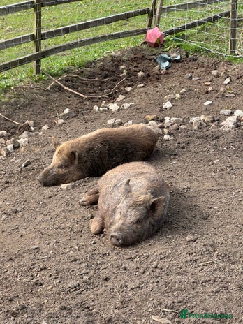 Pig livestock - Advert 2