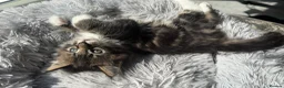 Mixed Breed cats for sale: Mixed Maine Coon Kittens in Richmond - Advert 26