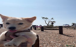 Mixed Breed dogs for sale: Chihuahua x Italian Volpino - Image 6