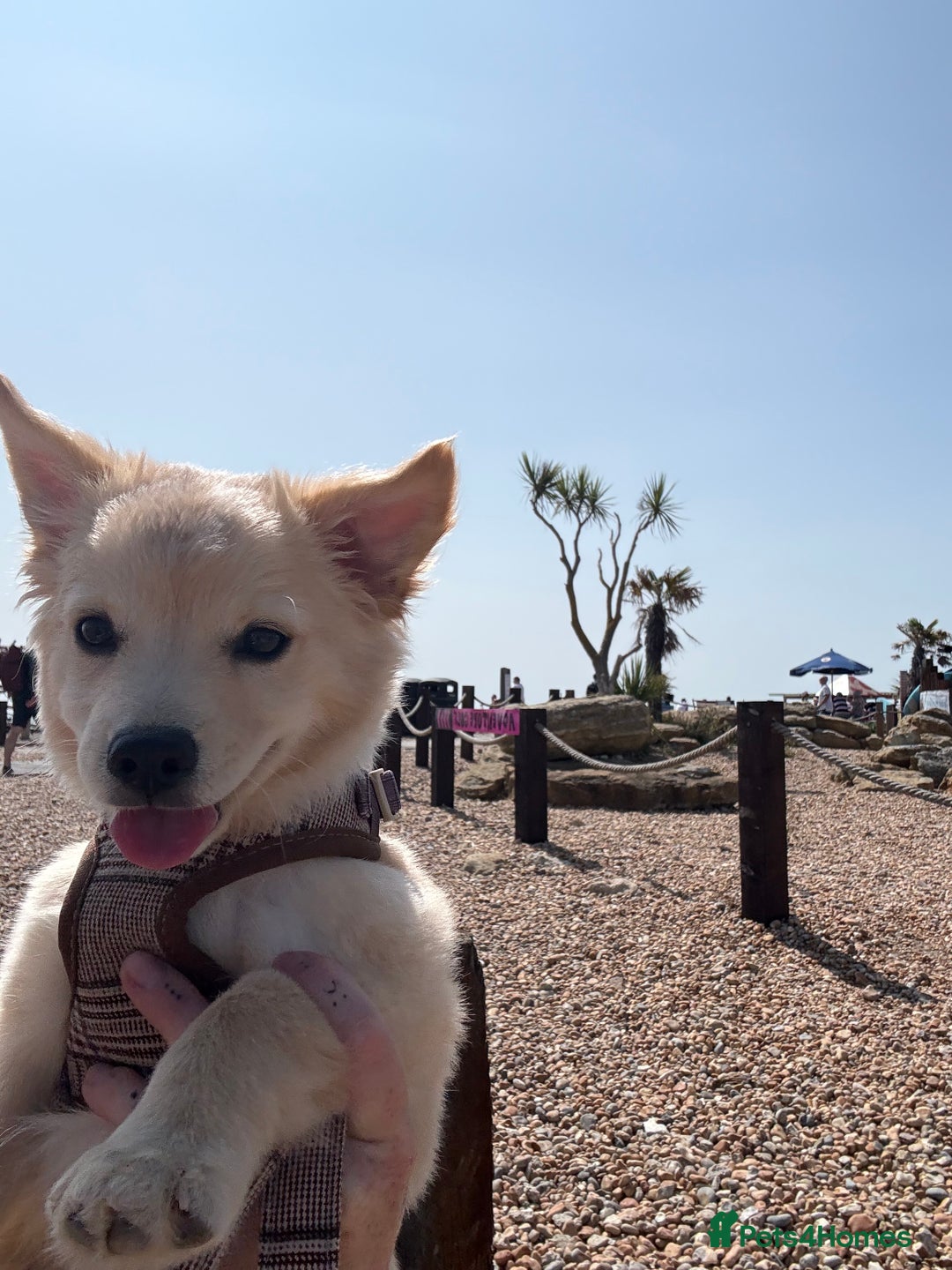 Mixed Breed dogs for sale: Chihuahua x Italian Volpino - Image 6