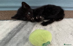 Mixed Breed cats for sale: 🐾 Adorable boy & girl 🐾 - Image 13