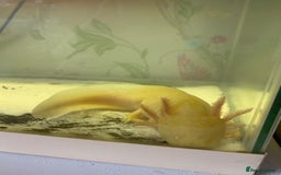 Axolotl reptiles for sale: Breeding pair of Axolotls  - Image 1