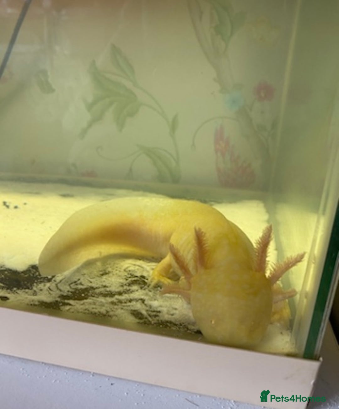 Axolotl reptiles for sale: Breeding pair of Axolotls  - Image 1