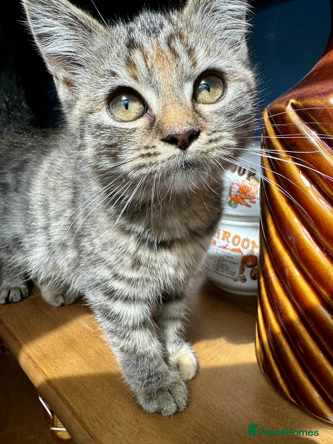 British Shorthair cats for sale: Pure British Shorthair Girls Ready Now! - Image 17
