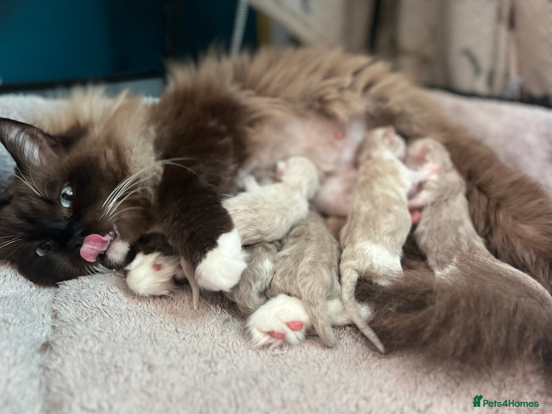 Ragdoll cats for sale: 🐾 Beautiful Mink Ragdoll Kittens 🐾 - Image 7