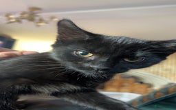 Mixed Breed cats for sale: 4 beautiful female kittens avaliable  - Advert 2