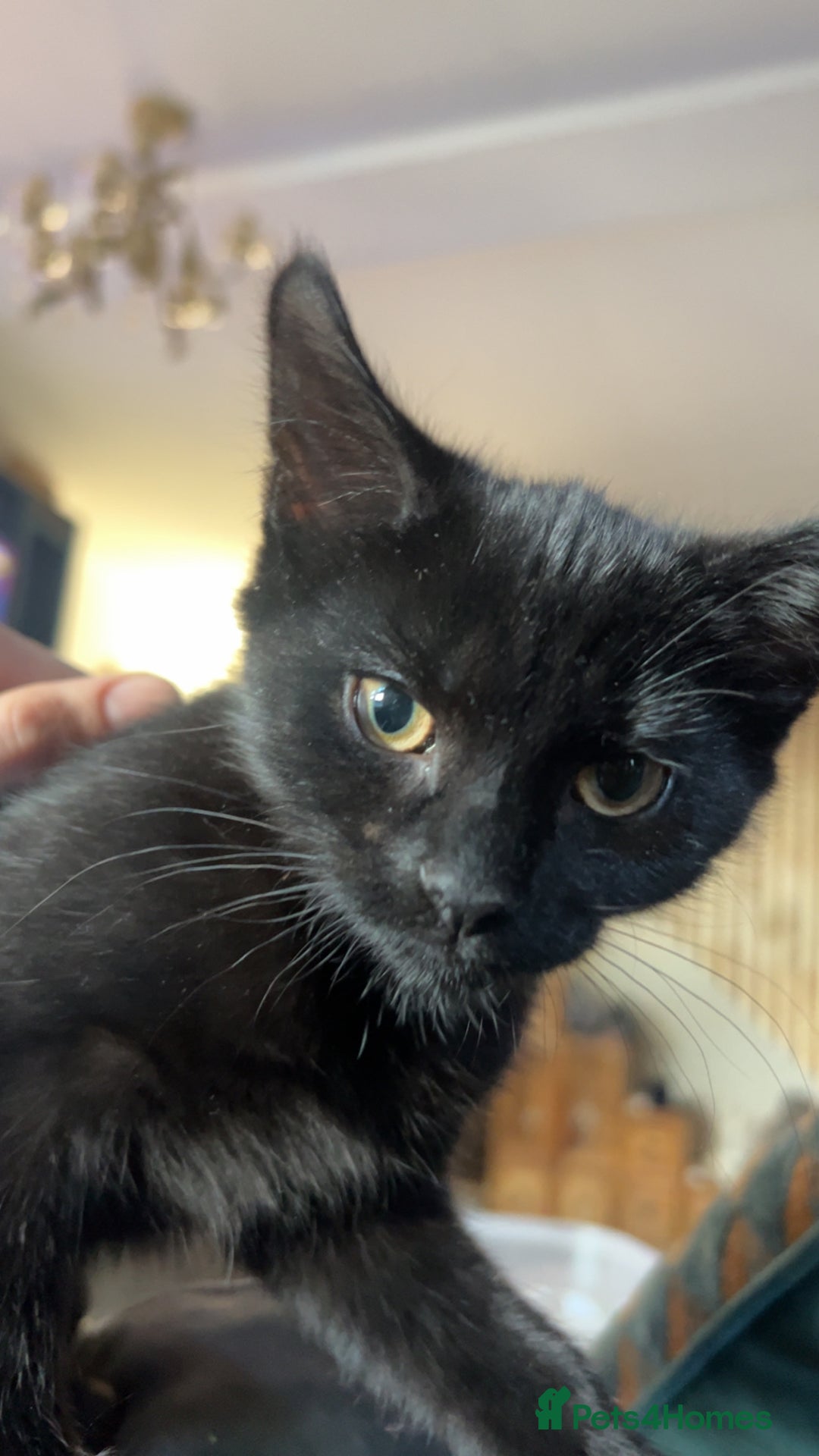 Mixed Breed cats for sale: 4 beautiful female kittens avaliable  - Advert 2