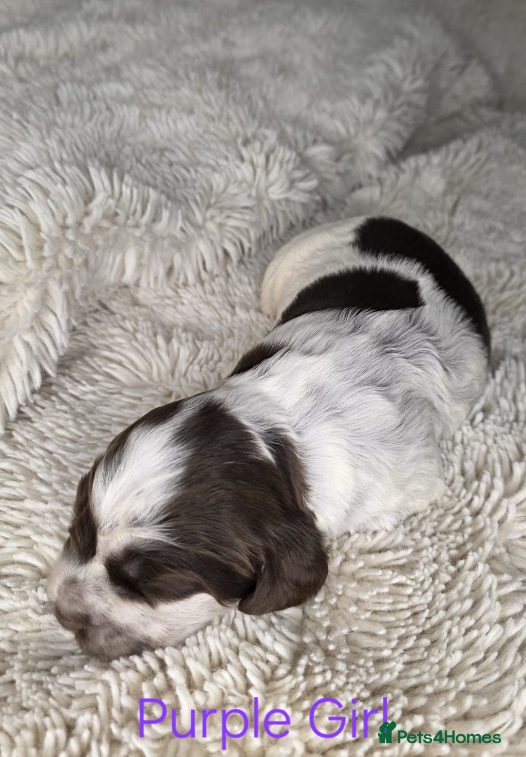 Cocker Spaniel dogs for sale: Beautiful Show Type Cocker Spaniels - Advert 6