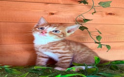 Domestic Shorthair cats for sale: GORGEOUS SHORT HAIRED FAMILY KITTENS  - Image 10