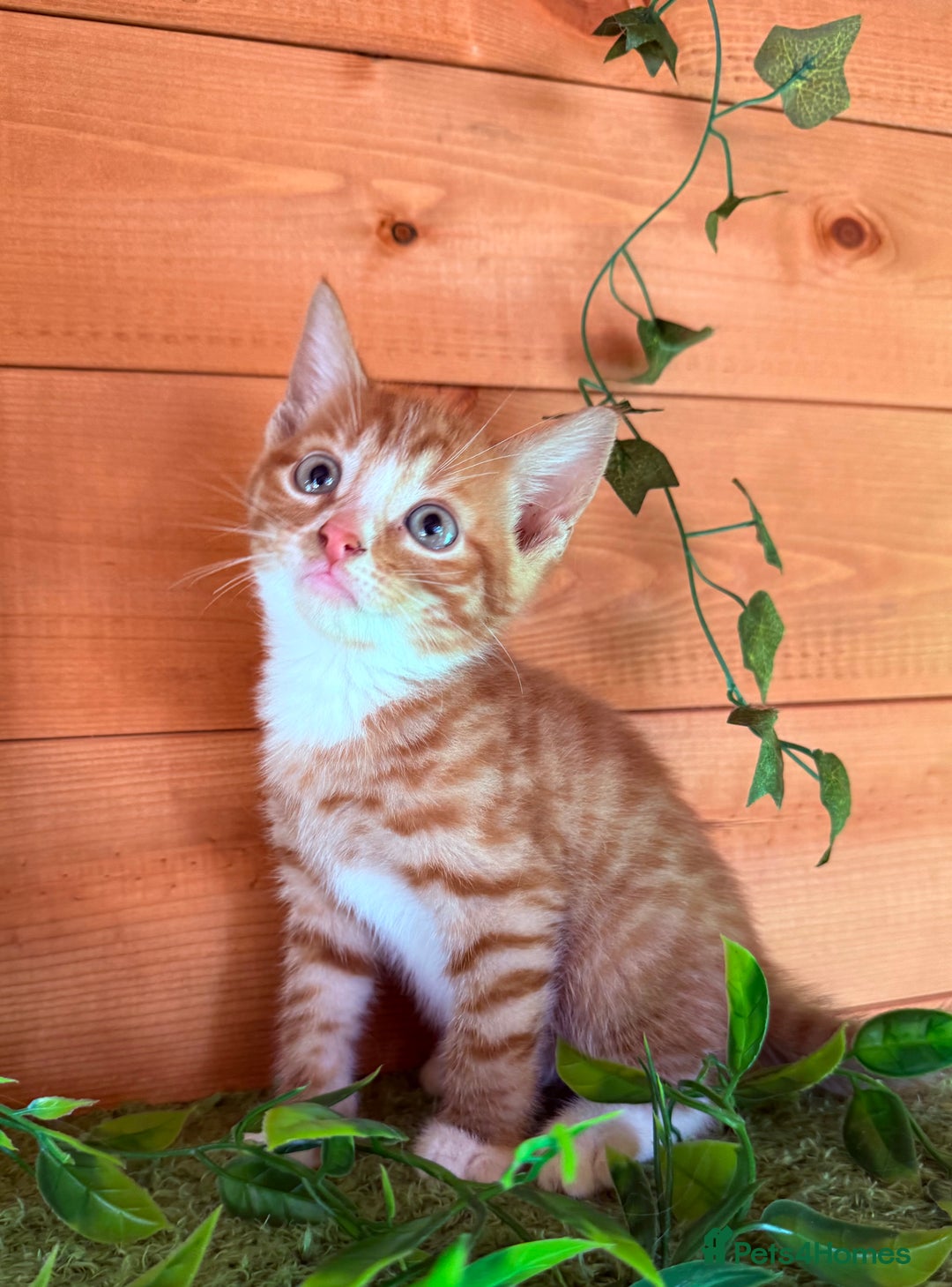 Domestic Shorthair cats for sale: GORGEOUS SHORT HAIRED FAMILY KITTENS  - Image 10