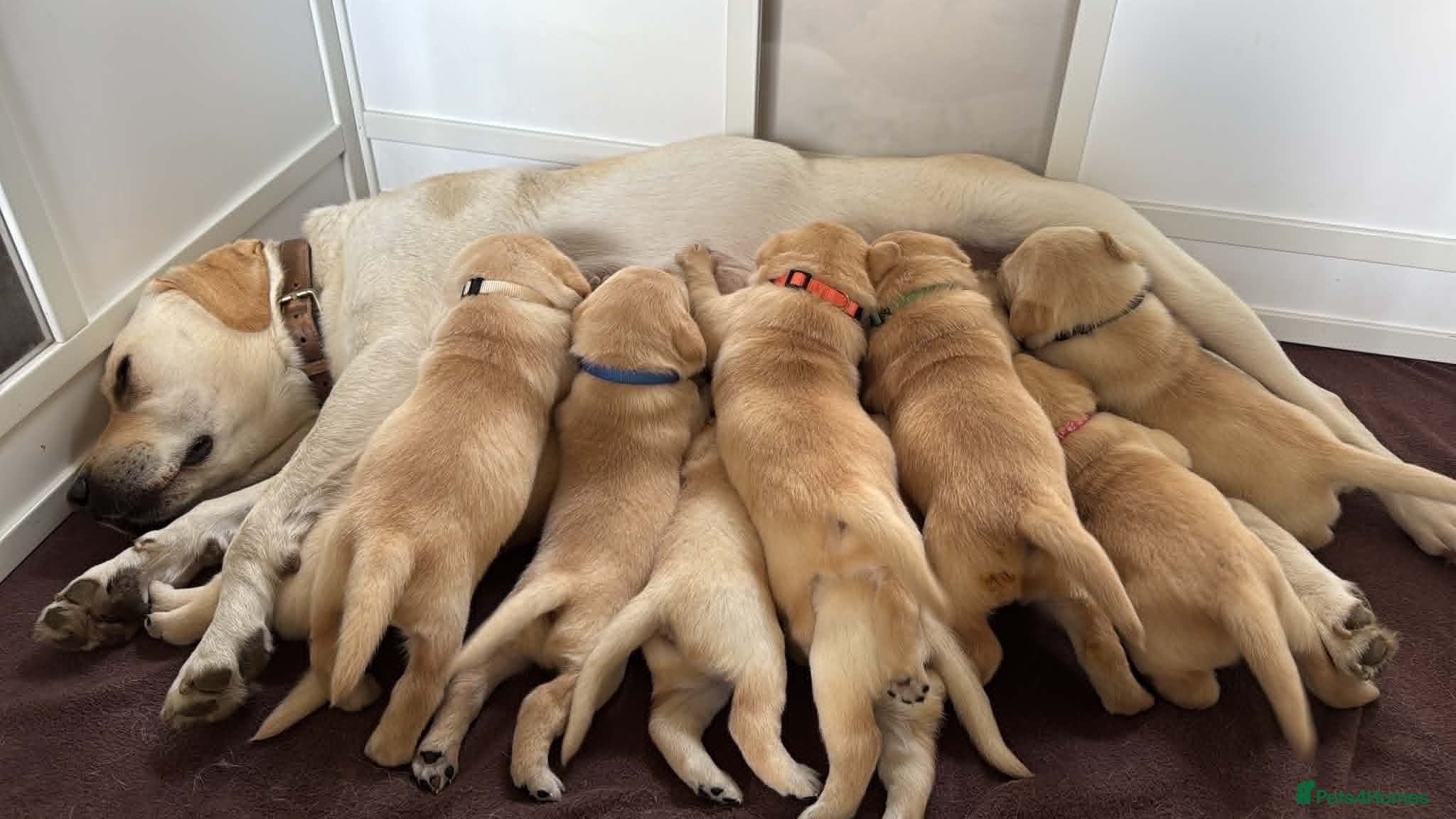 Labrador Retriever dogs KC Reg Labrador Puppies 🐾 Beautiful litter of 9  - Advert 4
