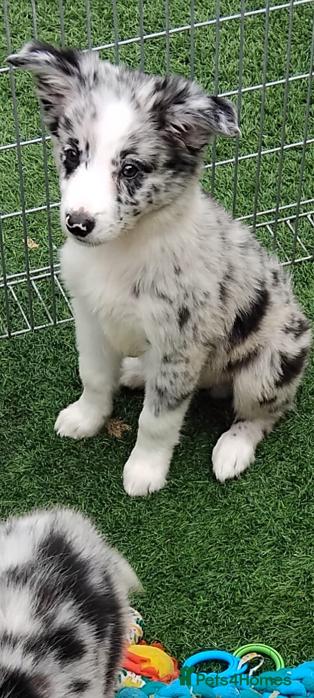 Border Collie dogs for sale: Stunning litter of blue merle border collies - Image 27