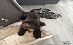Cockapoo dogs for sale: Make cockerpoo - Image 1