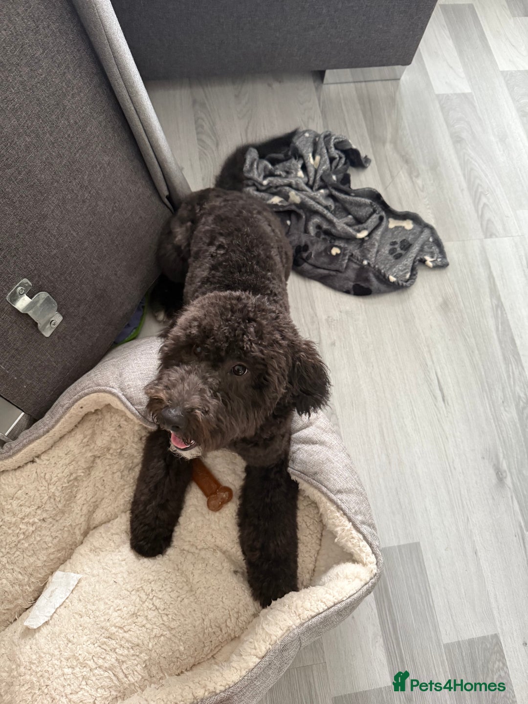 Cockapoo dogs for sale: Make cockerpoo - Image 1