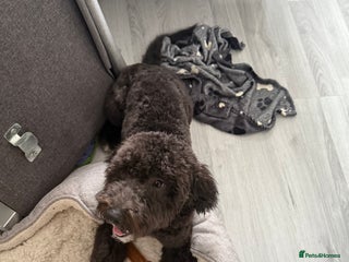 Cockapoo dogs - Advert 17