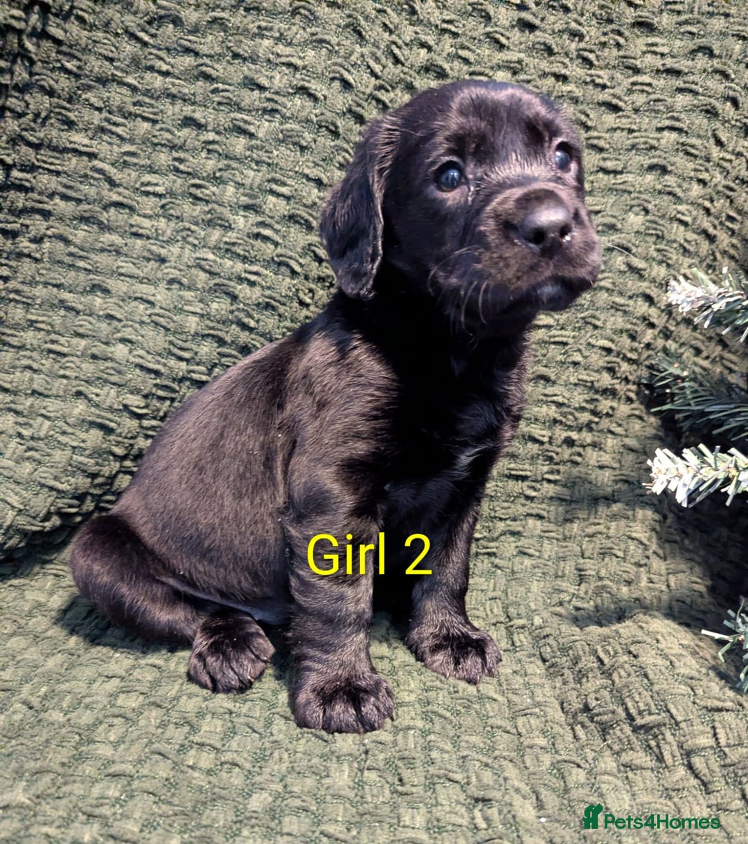 Cockerdor dogs for sale: Cockador Puppies - Advert 29