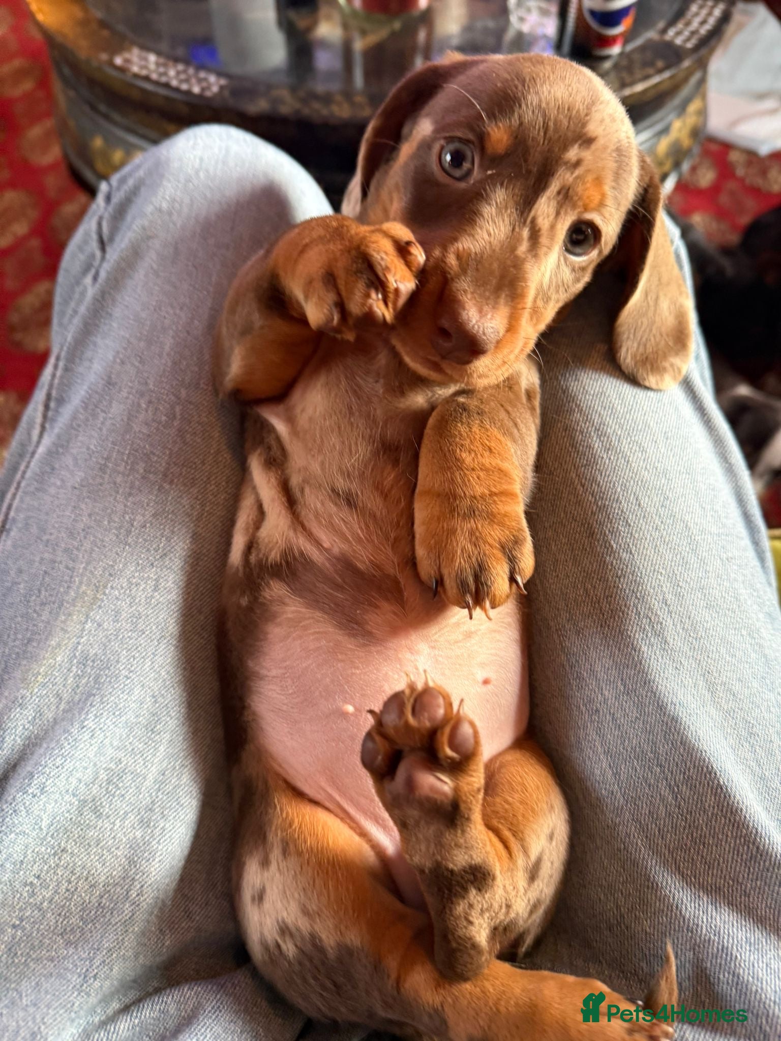 Miniature Dachshund dogs for sale: Beautiful miniature Dachshund puppies ready now - Advert 1