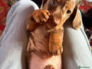 Miniature Dachshund dogs Beautiful miniature Dachshund puppies ready now - Advert 3
