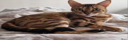 Bengal cats for sale: Beautiful pure breed bengal girl TICA - Advert 3
