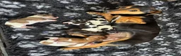 Jack Russell dogs for sale: Stunning Little Jack Russell Pups - Advert 16