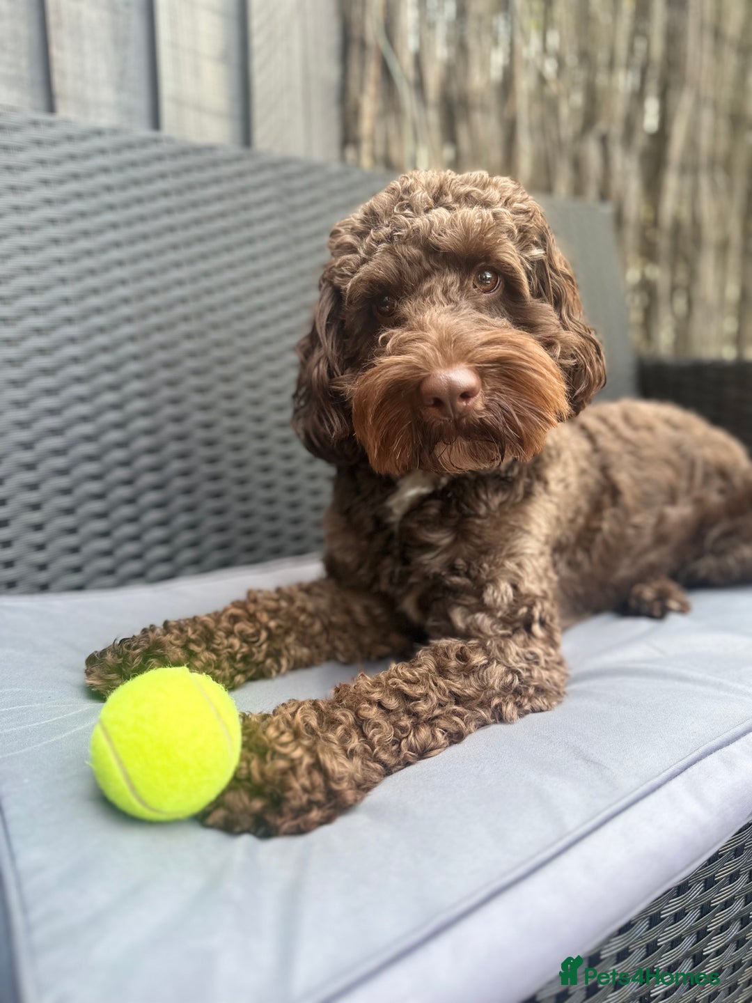 Cockapoo dogs for stud: Coco - Proven Chocolate F1B Cockapoo for Stud - Advert 4