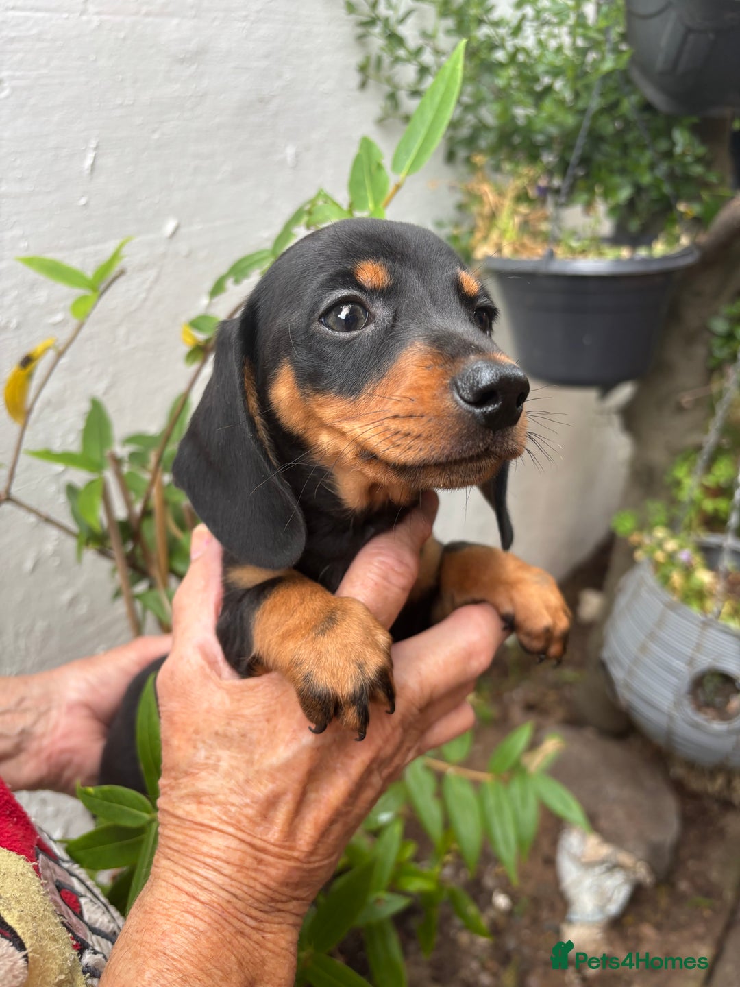 Miniature Dachshund dogs for sale: Miniature dachshund smooth hair pups  - Image 1