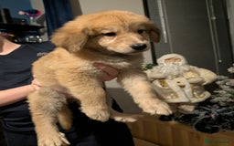 Mixed Breed dogs for sale: Bernese mountain dog X white swiss Shepard pups - Image 13