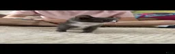 Mixed Breed cats for sale: Adorable kittens 🐈‍⬛ - Advert 19