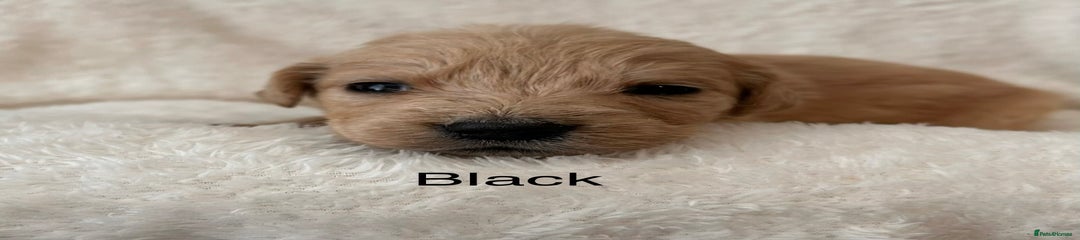 Golden Retriever Black Girl