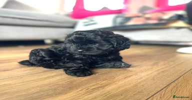 Shihpoo dogs - Advert 10