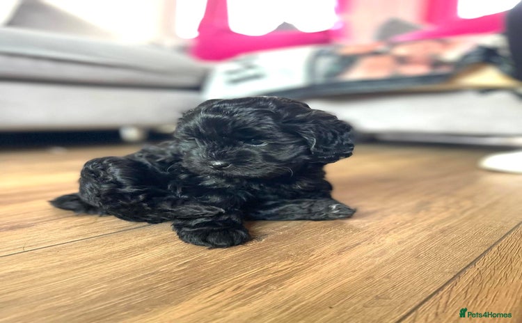 Shihpoo dogs - Advert 6