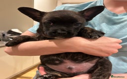 Mixed Breed dogs for sale: Follie (French bulldog / border collie) pups 4sale - Image 9