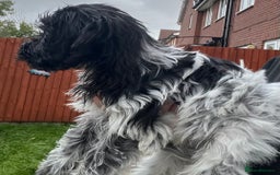 Cockapoo dogs for sale: F1b beautiful girl  - Image 4