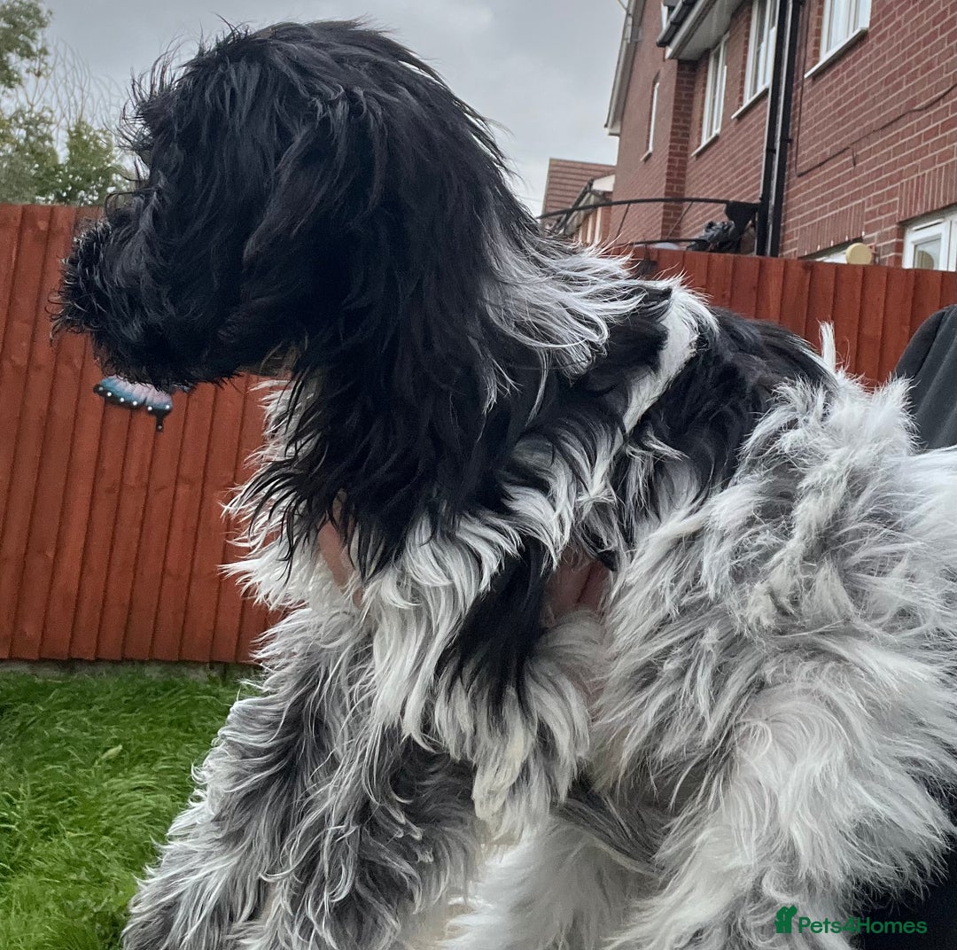 Cockapoo dogs for sale: F1b beautiful girl  - Image 4